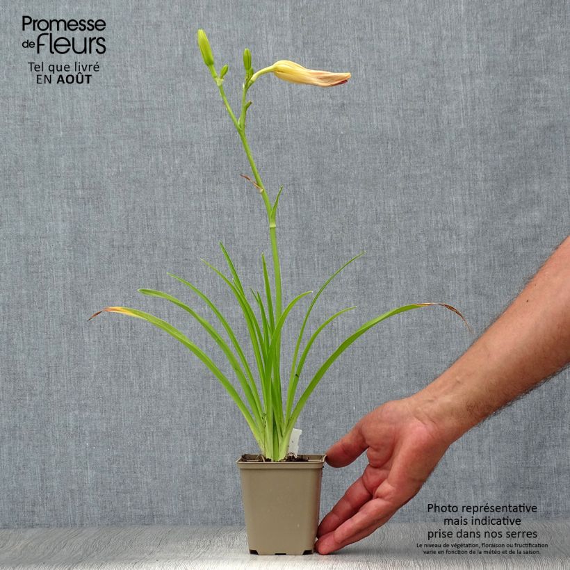 Esemplare di Hemerocallis Final Touch - Emerocallide Vasetto da 8/9 cm consegnato in estate