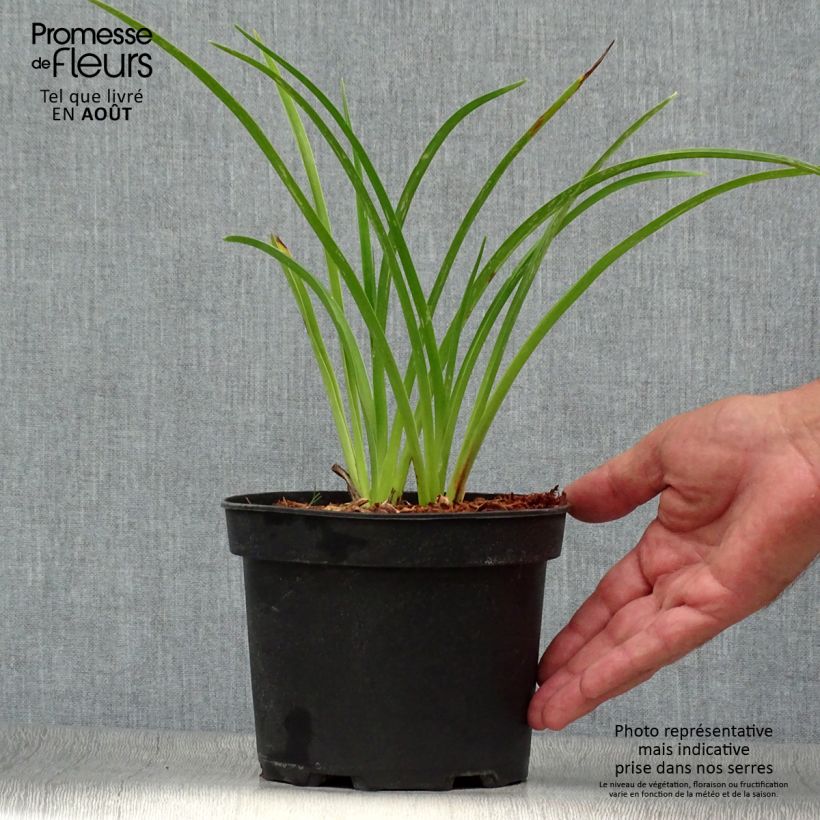 Esemplare di Hemerocallis Mildred Mitchell - Emerocallide Vaso da 2L/3L consegnato in estate