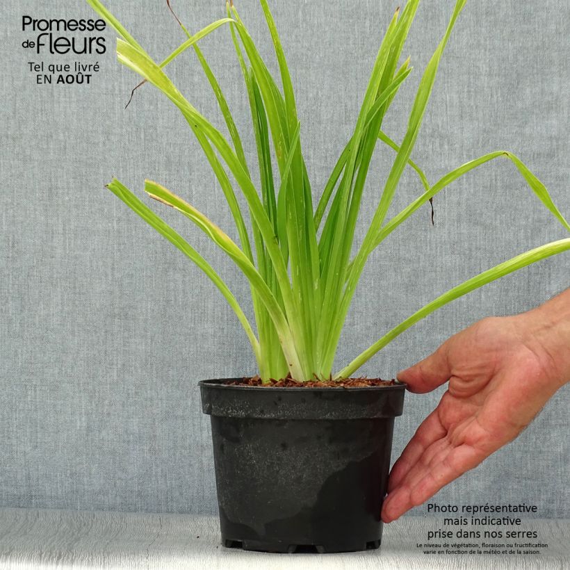 Esemplare di Hemerocallis White Temptation - Emerocallide Vaso da 2L/3L consegnato in estate
