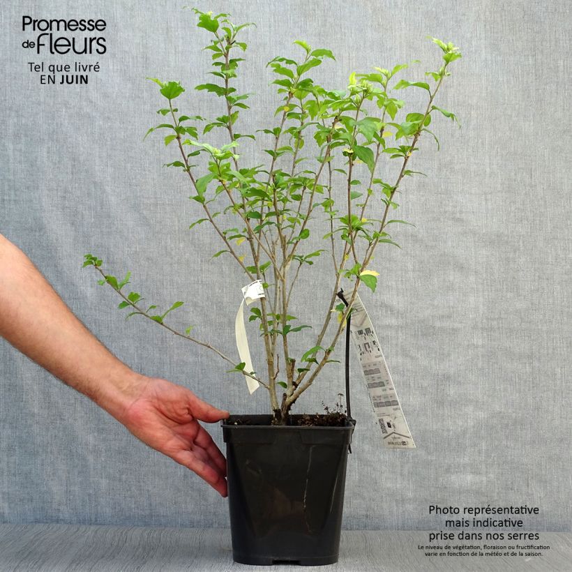 Esemplare di Hibiscus syriacus Russian Violet (II) - Ibisco Vaso da 4L/5L consegnato in estate