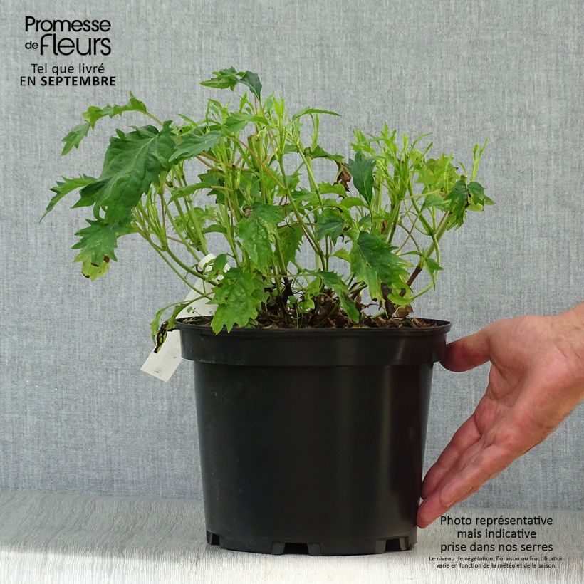 Esemplare di Hydrangea arborescens Emerald lace - Ortensia Vaso da 4L/5L come consegnato in autunno