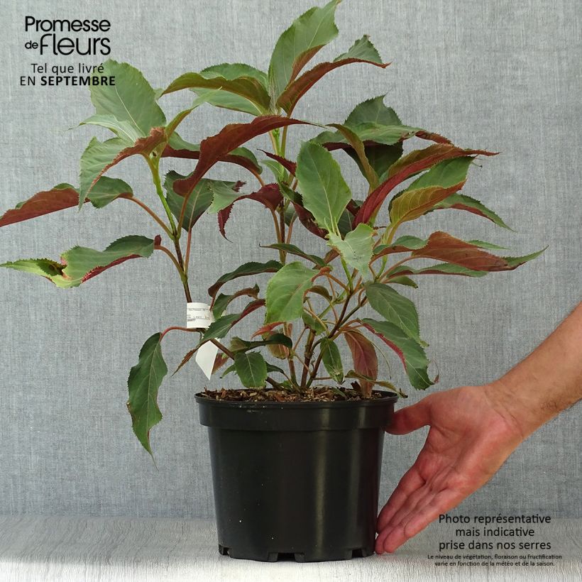 Esemplare di Hydrangea aspera Rosemary Foster - Ortensia Vaso da 4L/5L consegnato in estate