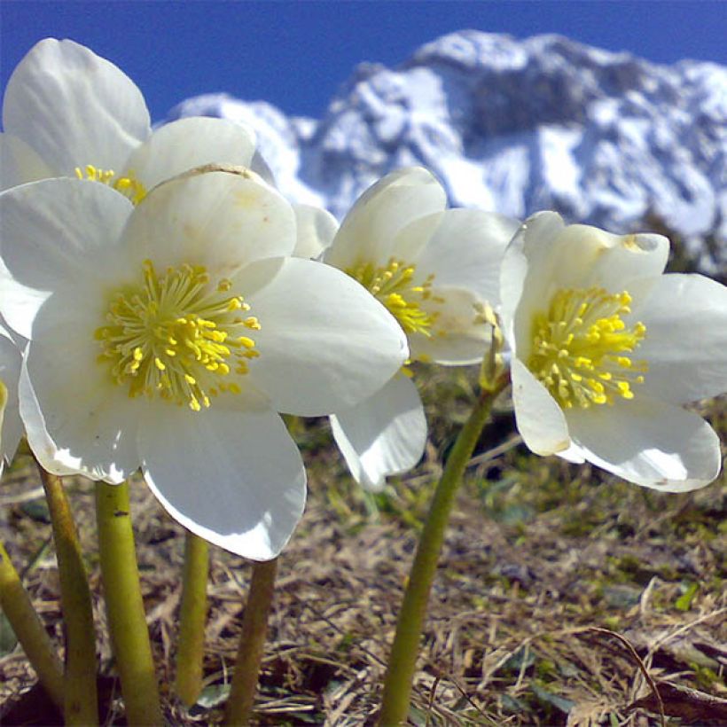 Helleborus niger Maximus - Rosa di natale (Fioritura)