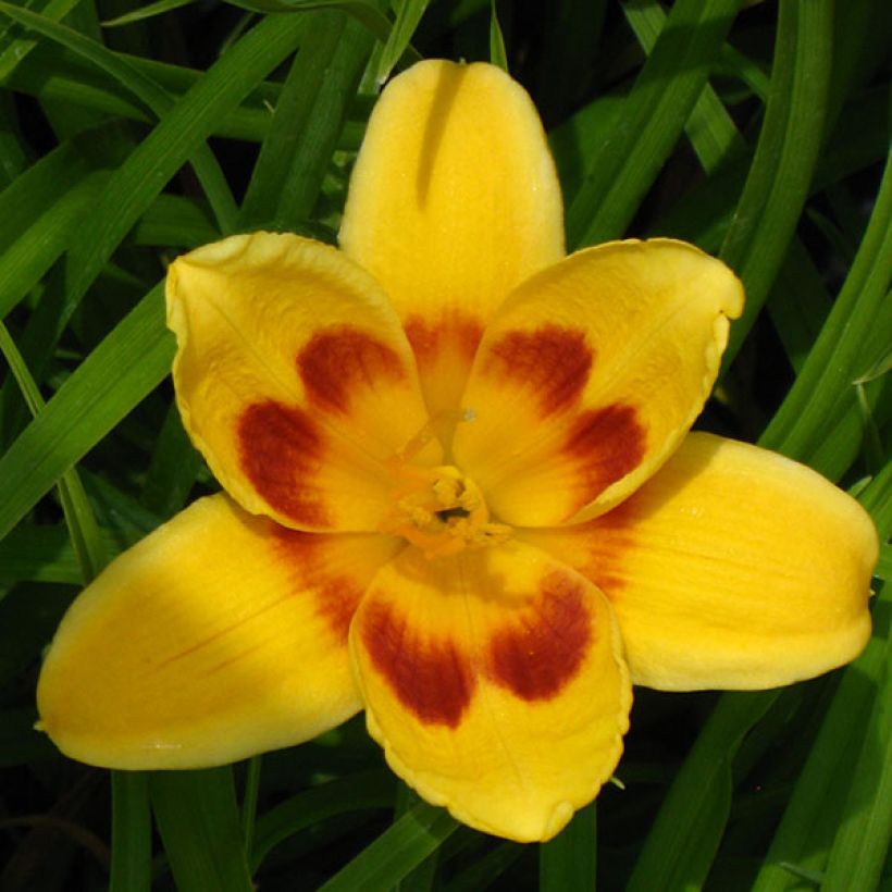 Hemerocallis Black Eyed Susan - Emerocallide (Fioritura)