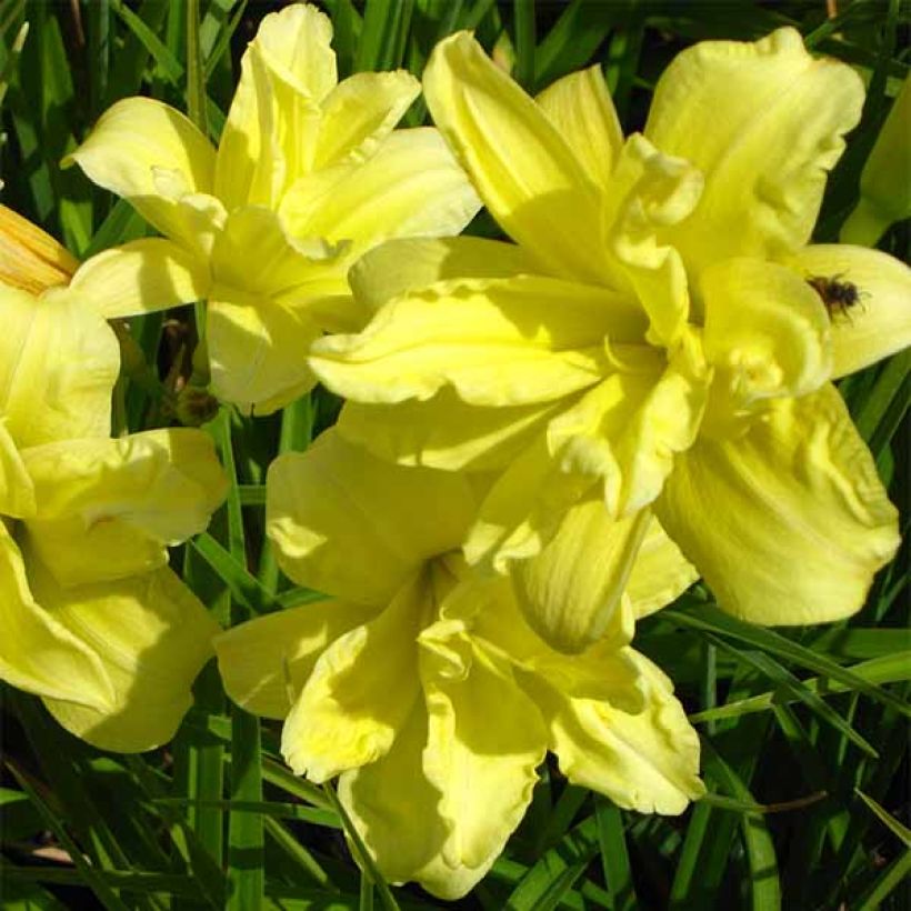 Hemerocallis Double River Wye - Emerocallide (Fioritura)