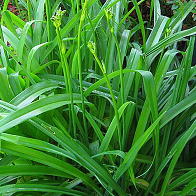Hemerocallis Lime Frost - Emerocallide (Fogliame)