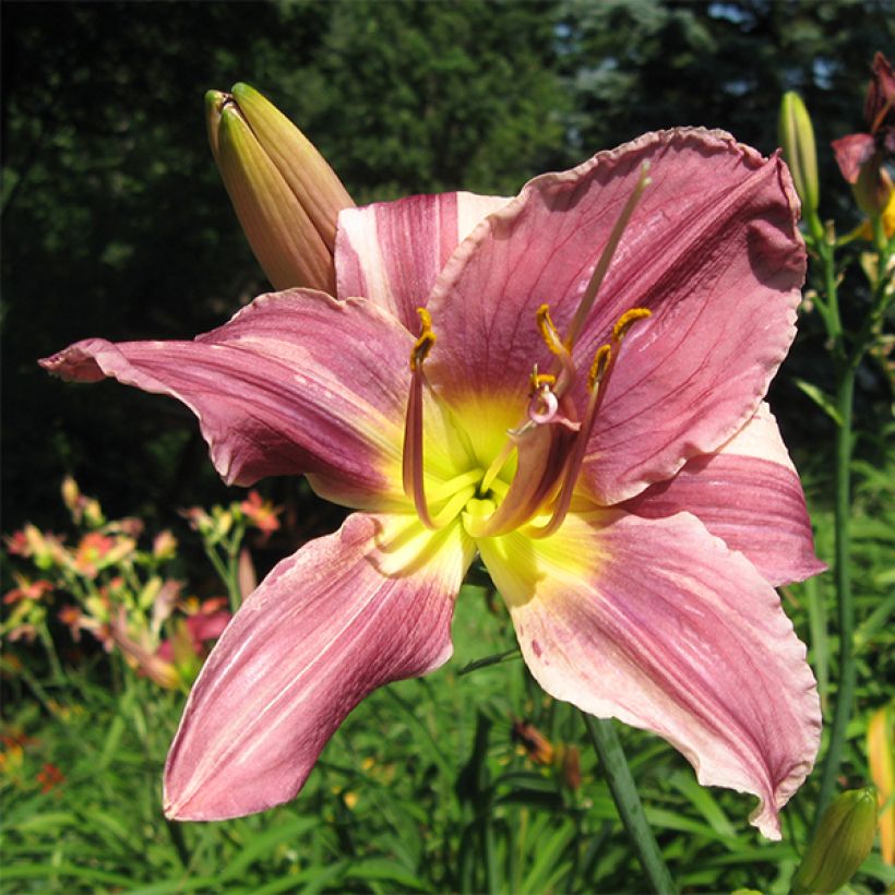 Hemerocallis Prairie Blue Eyes - Emerocallide (Fioritura)