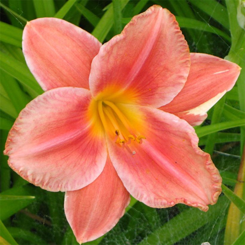 Hemerocallis South Seas - Emerocallide (Fioritura)