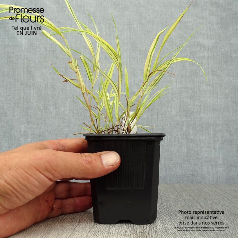 Esemplare di Hakonechloa macra Aureola - Erba della foresta giapponese Vasetto da 8/9 cm consegnato in estate