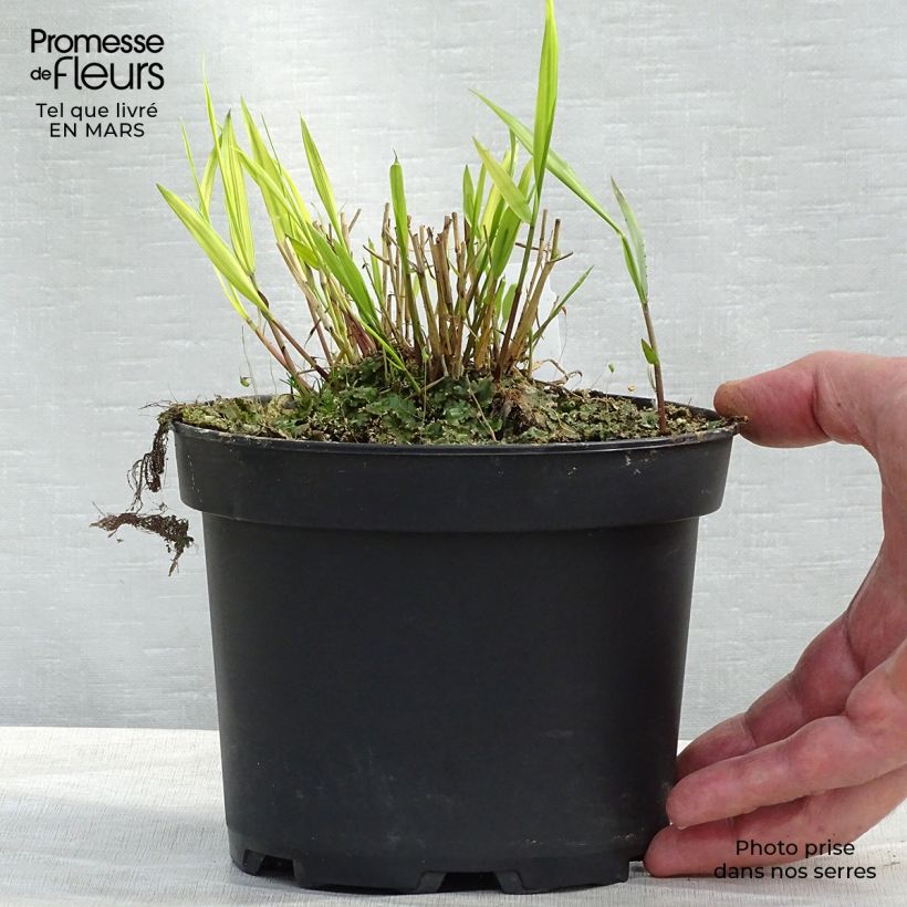 Hakonechloa macra Aureola - Erba della foresta giapponese Vaso da 2L/3L esemplare consegnato in primavera