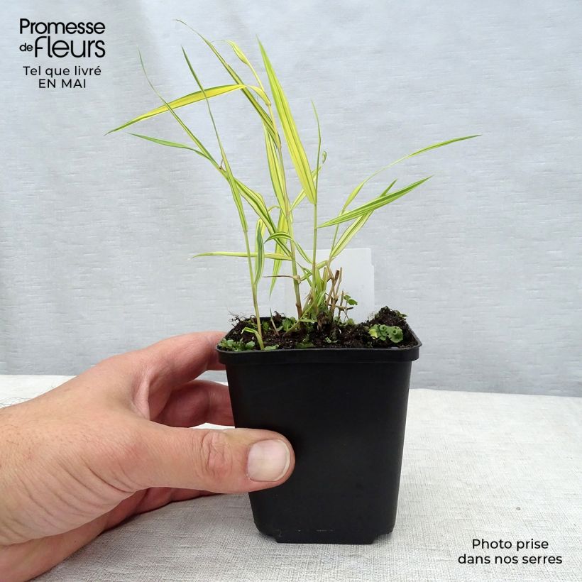 Hakonechloa macra Aureola - Erba della foresta giapponese Vasetto da 8/9 cm esemplare consegnato in primavera