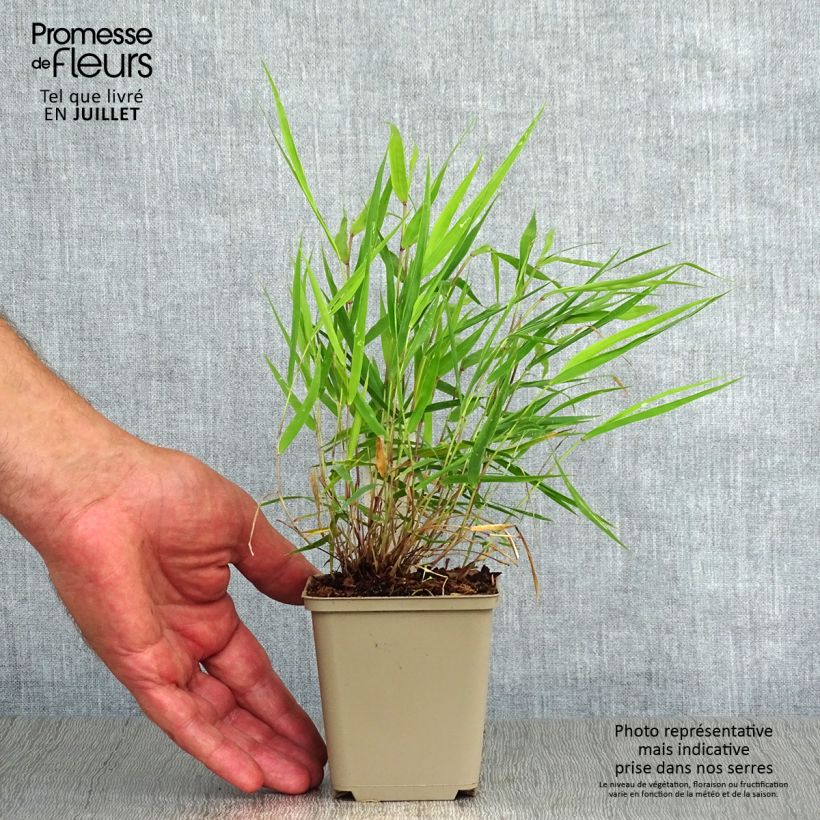 Esemplare di Hakonechloa macra Beni-Kaze - Erba della foresta giapponese Vasetto da 8/9 cm consegnato in estate