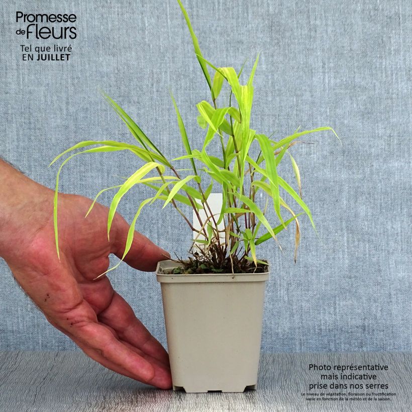 Esemplare di Hakonechloa macra Sunflare - Erba della foresta giapponese Vasetto da 8/9 cm consegnato in estate