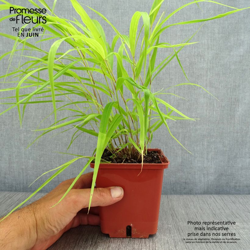 Esemplare di Hakonechloa macra Sunflare - Erba della foresta giapponese Vaso da 1L/1,5L consegnato in estate