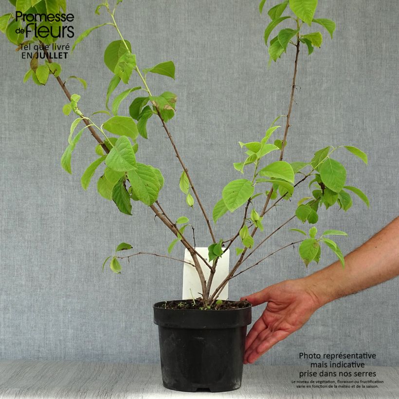Esemplare di Halesia carolina Vaso da 2L/3L consegnato in estate
