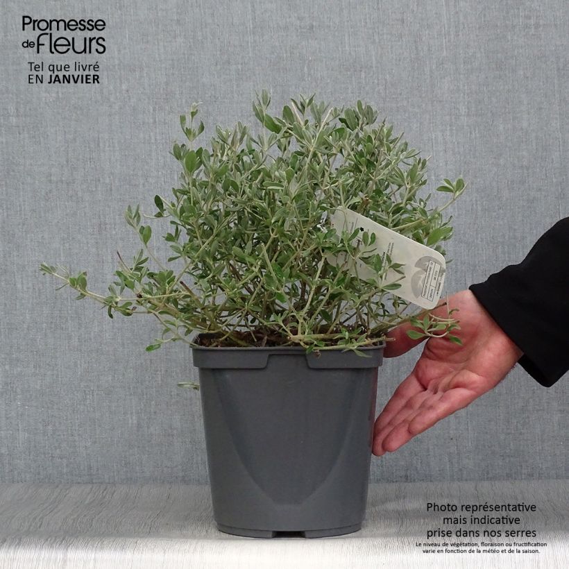 Halimium lasianthum subsp. formosum Vaso da 4L/5L esemplare consegnato in inverno
