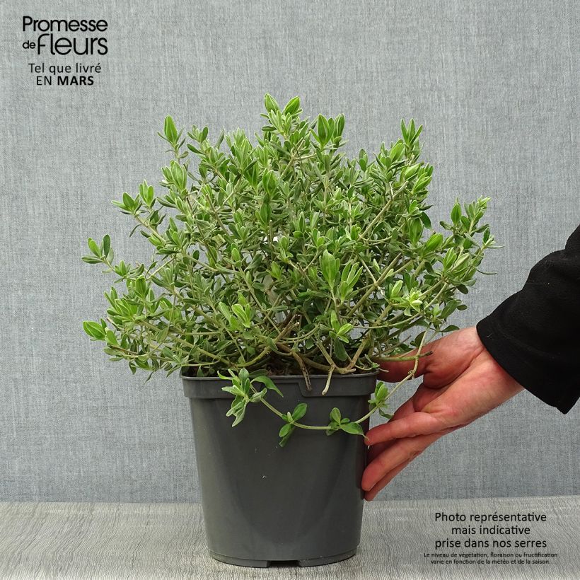Halimium lasianthum subsp. formosum Vaso da 4L/5L esemplare consegnato in primavera