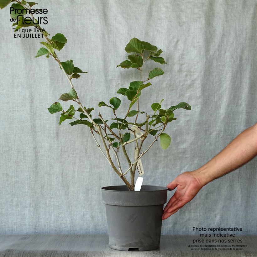 Esemplare di Hamamelis intermedia Ruby Glow - Amamelide Vaso da 6L/7L consegnato in estate