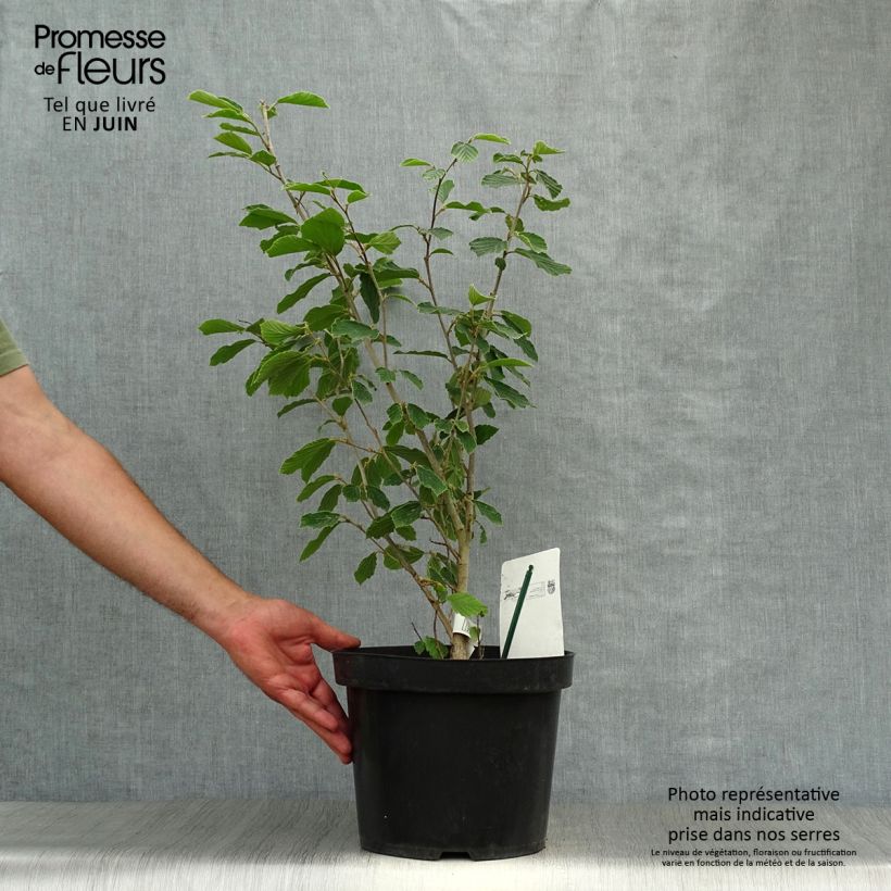 Esemplare di Hamamelis intermedia Arnold Promise - Amamelide Vaso da 6L/7L consegnato in estate