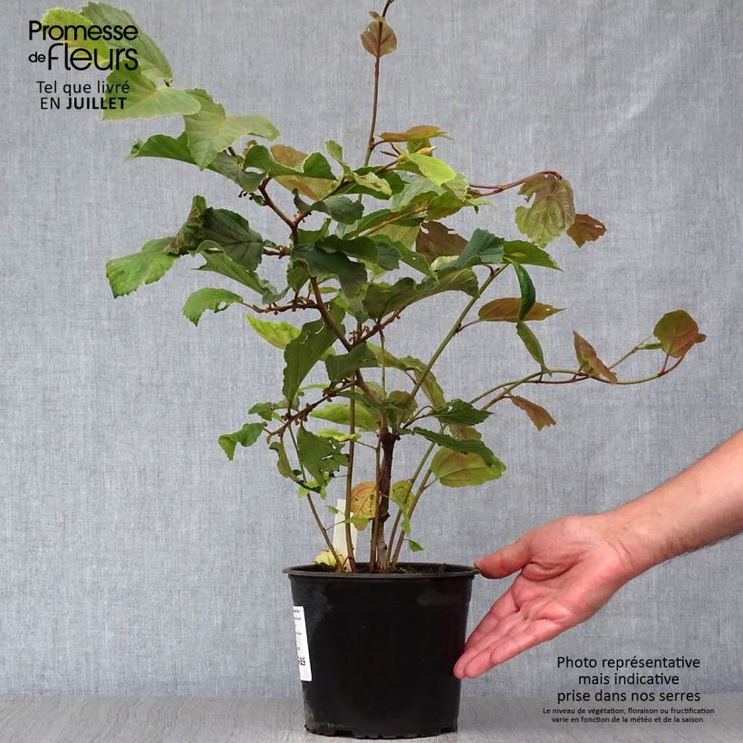 Esemplare di Hamamelis intermedia Diane - Amamelide Vaso da 2L/3L consegnato in estate