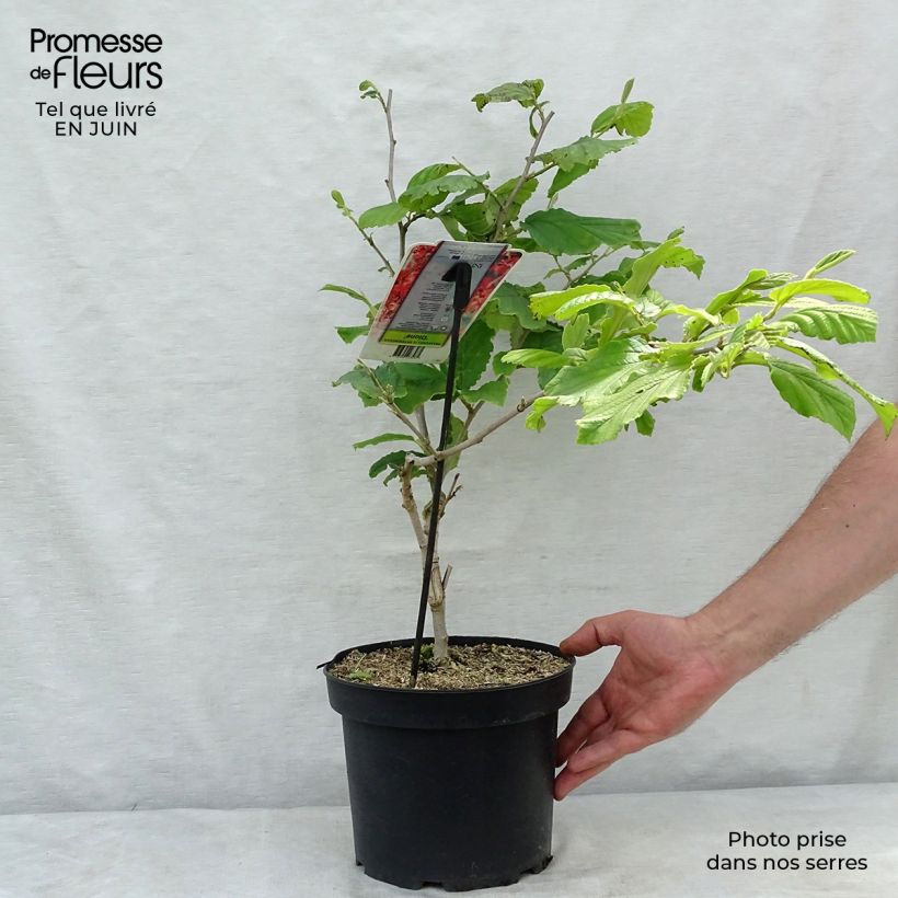 Esemplare di Hamamelis intermedia Diane - Amamelide Vaso da 4L/5L consegnato in estate