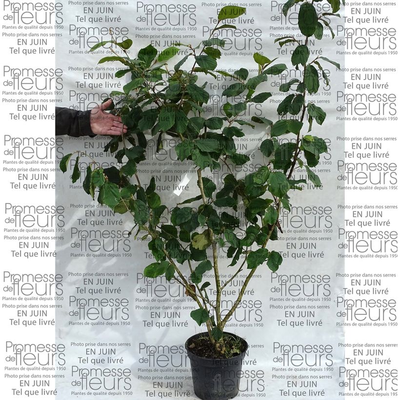 Esempio di esemplare Hamamelis mollis Pallida - Amamelide cinese Vaso da 7,5L/10L come consegnato