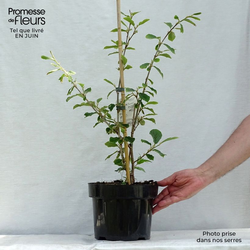 Esemplare di Hamamelis mollis Pallida - Amamelide cinese Vaso da 4L/5L consegnato in estate