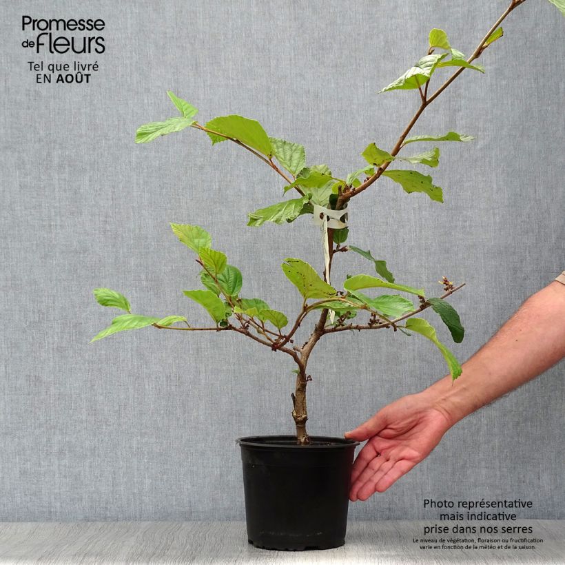 Esemplare di Hamamelis intermedia Jelena - Amamelide Vaso da 2L/3L consegnato in estate
