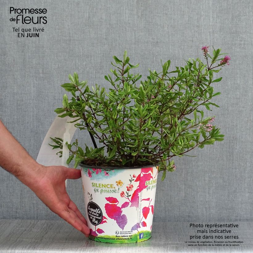 Esemplare di Veronica Celebration - Hebe Vaso da 3L/4L consegnato in estate