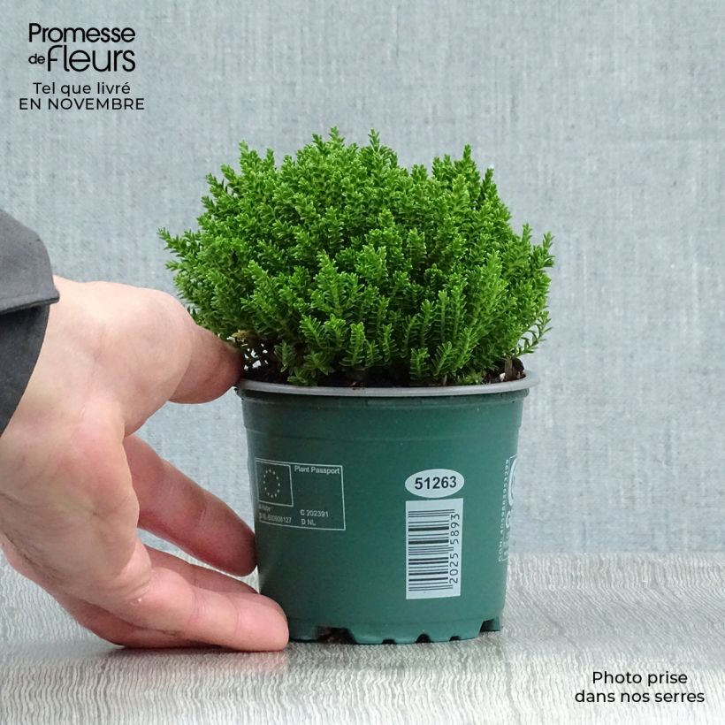 Esemplare di Veronica Emerald Green - Hebe Vaso da 2L/3L come consegnato in autunno
