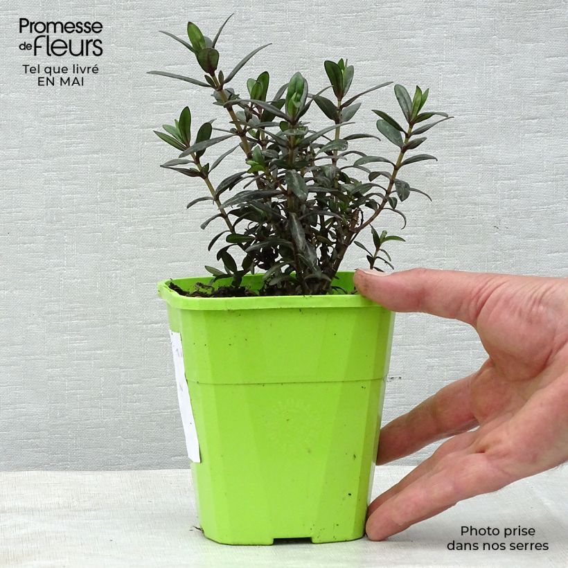 Veronica Joan Mac - Hebe Vaso da 1L/1,5L esemplare consegnato in primavera