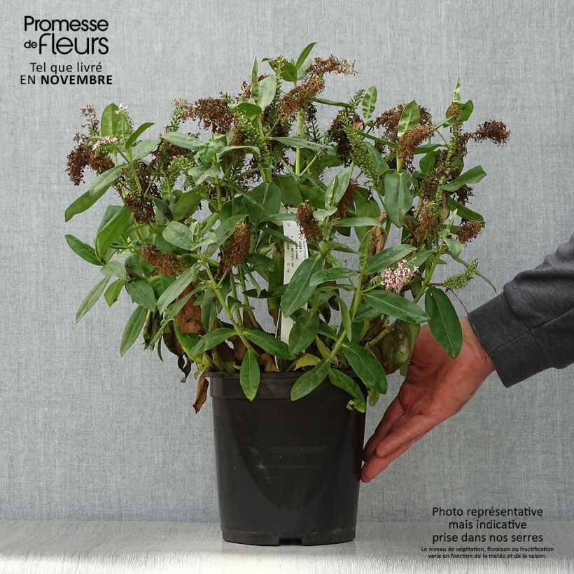 Esemplare di Veronica Linda - Hebe Vaso da 3L/4L come consegnato in autunno