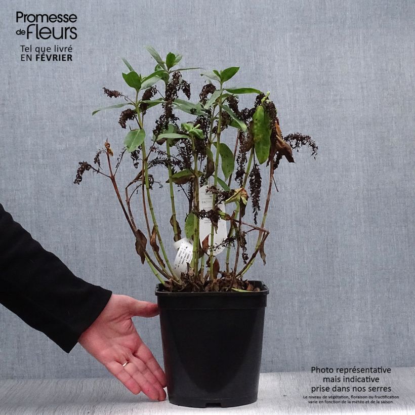 Veronica Linda - Hebe Vaso da 3L/4L esemplare consegnato in inverno