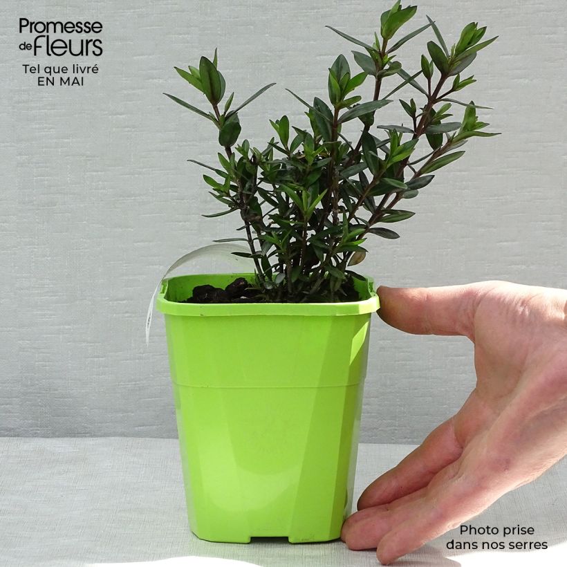 Veronica Midnight Sky - Hebe Vaso da 1,5L/2L esemplare consegnato in primavera
