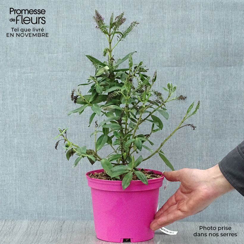 Esemplare di Veronica Ouessant - Hebe Vaso da 2L/3L come consegnato in autunno