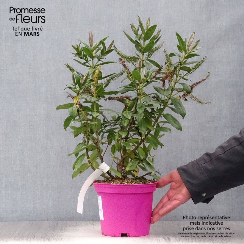 Veronica Ouessant - Hebe Vaso da 2L/3L esemplare consegnato in primavera