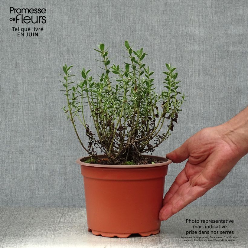 Esemplare di Hebe albicans Red Edge - Veronica Vaso da 2L/3L consegnato in estate