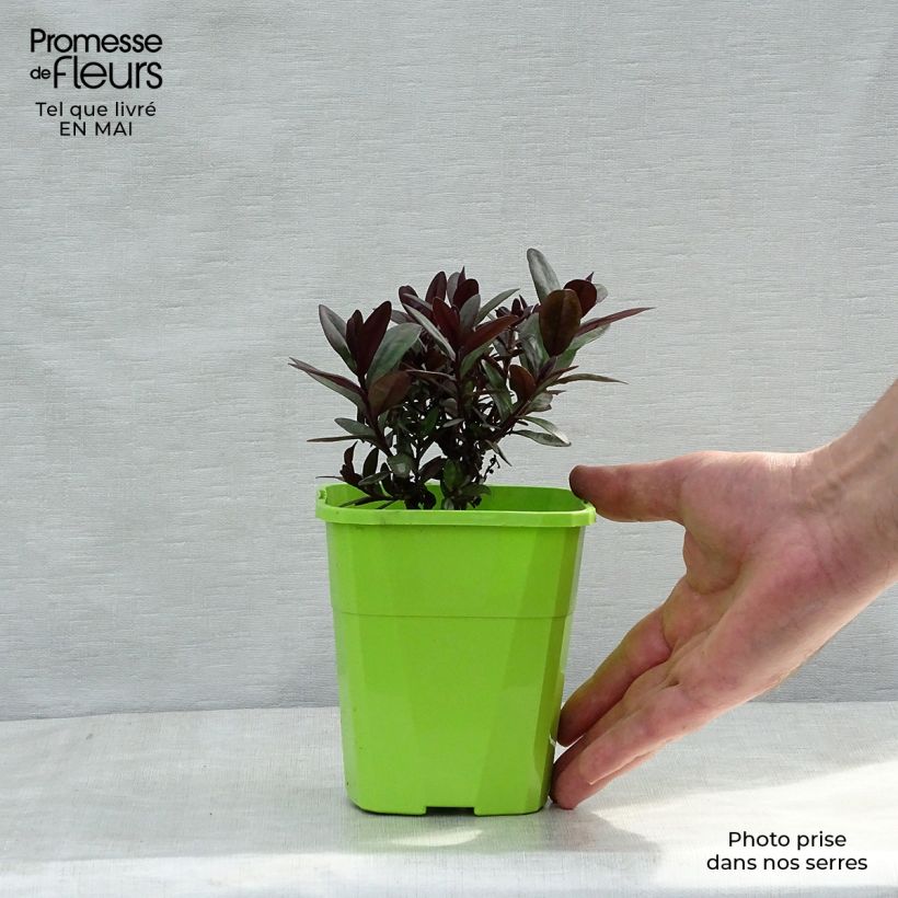 Veronica Santa Monica - Hebe Vaso da 1L/1,5L esemplare consegnato in primavera
