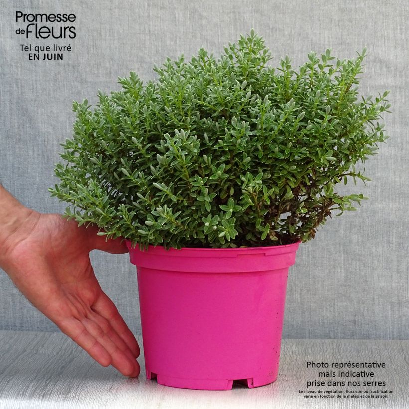 Esemplare di Hebe pinguifolia Sutherlandii - Veronica Vaso da 2L/3L consegnato in estate