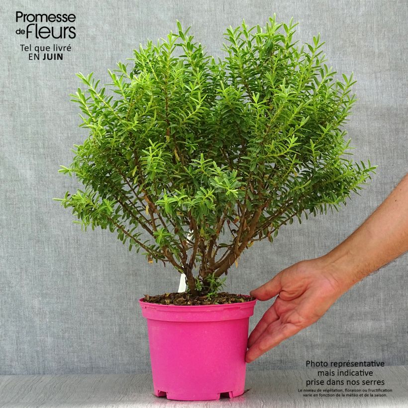Esemplare di Hebe brachysiphon - Veronica Vaso da 2L/3L consegnato in estate