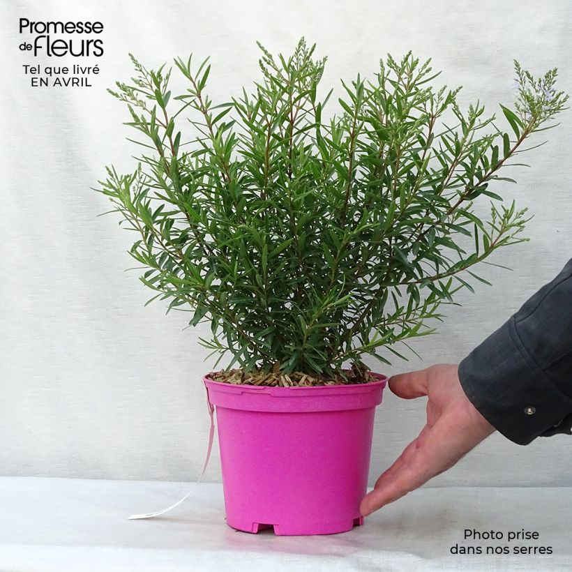 Hebe diosmifolia - Veronica Vaso da 2L/3L esemplare consegnato in primavera
