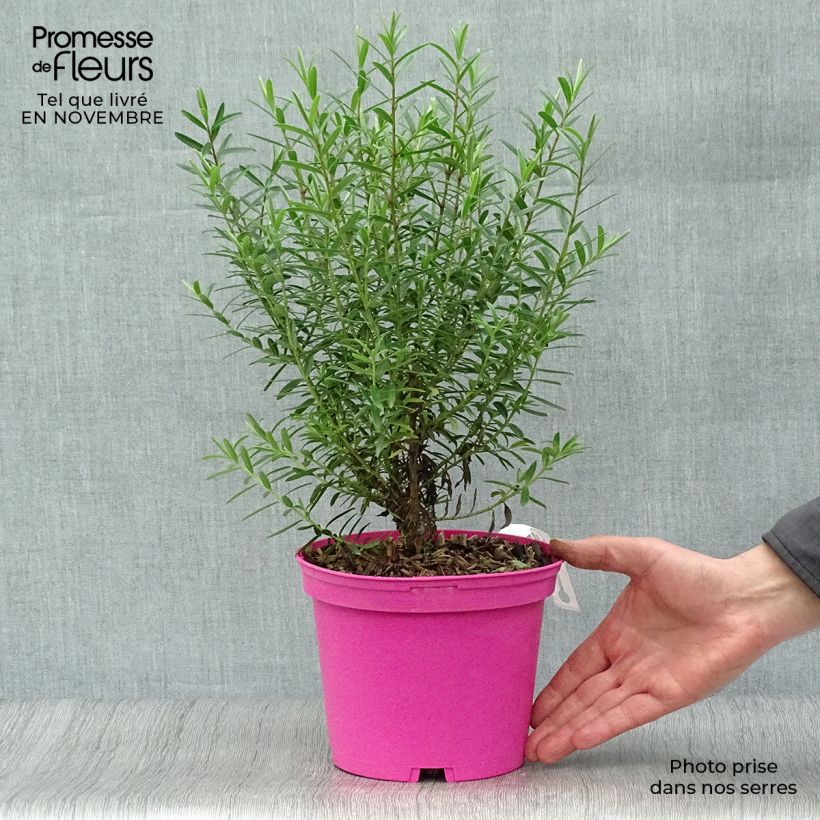 Esemplare di Hebe diosmifolia - Veronica Vaso da 3L/4L come consegnato in autunno