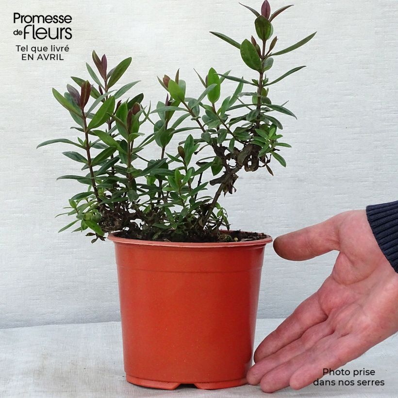 Veronica Blue Gem - Hebe Vaso da 1L/1,5L esemplare consegnato in primavera