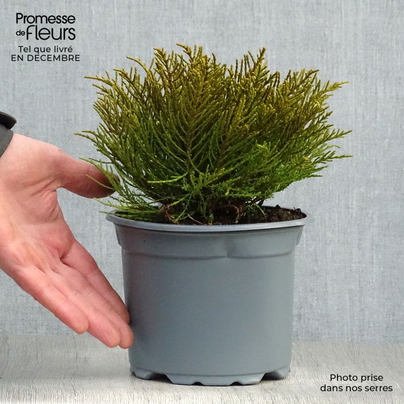 Hebe ochracea - Veronica Vaso da 1,5L/2L esemplare consegnato in inverno