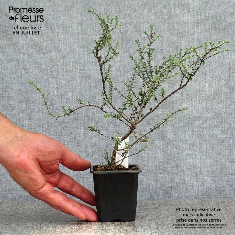 Esemplare di Hebe pimeleoides Quicksilver - Veronica Vasetto da 8/9 cm consegnato in estate