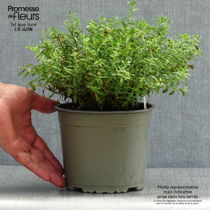 Esemplare di Hebe rakaiensis - Veronica Vaso da 1,5L/2L consegnato in estate