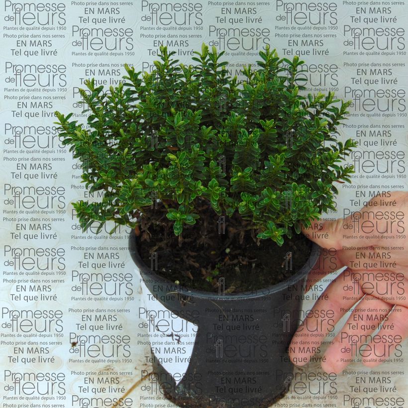Esempio di esemplare Hebe vernicosa - Veronica Vaso da 1L/1,5LAltezza consegnata circa 20/25cm come consegnato