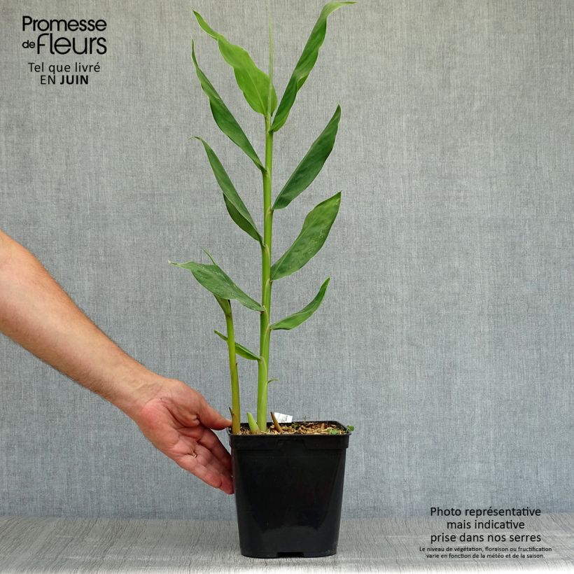 Esemplare di Hedychium Dixter Vaso da 3L/4L consegnato in estate
