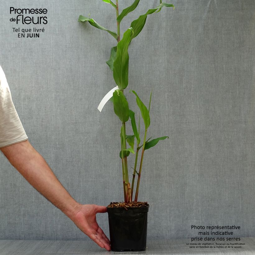 Esemplare di Hedychium coronarium Elizabeth Vaso da 3L/4L consegnato in estate