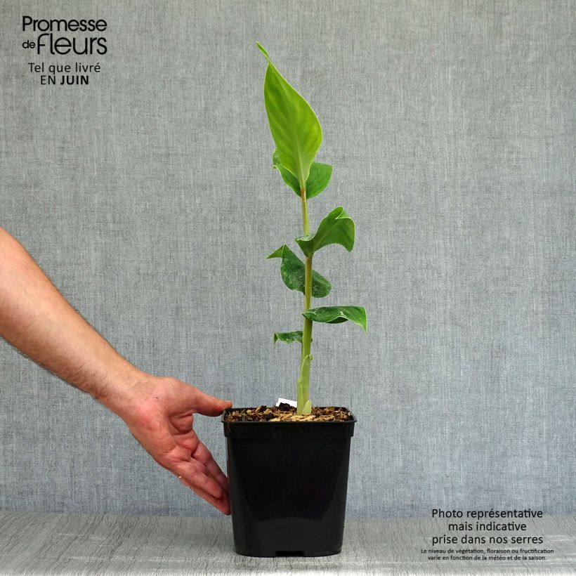 Esemplare di Hedychium gardnerianum - Giglio di zenzero Vaso da 3L/4L consegnato in estate